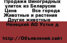 Продажа Виноградных улиток из Беларусии › Цена ­ 250 - Все города Животные и растения » Другие животные   . Ненецкий АО,Устье д.